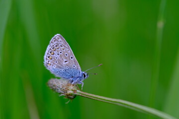 Common Blue Butterfly 
