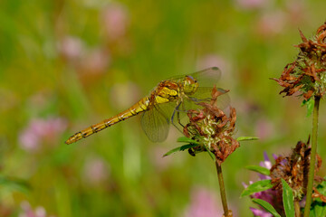 Yellow dragonfly on a dried plant