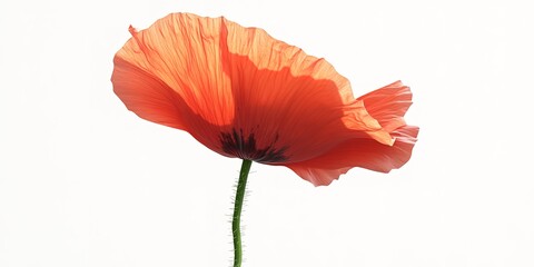 poppy flower , elevation side view