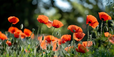 Obraz premium botanical field with red poppy flowers in summer day 