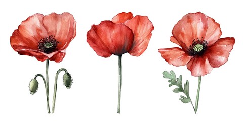 Watercolor red poppy set on white background
