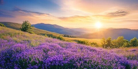 Fototapeta premium beautiful panorama rural landscape with sunrise and blossoming meadow purple flowers flowering on spring field phacelia