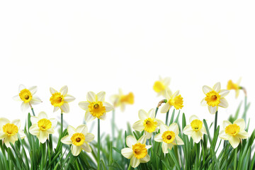 Field of Yellow Daffodils with Blurred Background