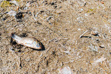 Dead fish lie at the bottom of a dried-up lake. The concept of ecology, climate change, drought and drying up of water bodies