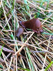 Close up of a brown slug on the edge of a path on a wet day in autumn