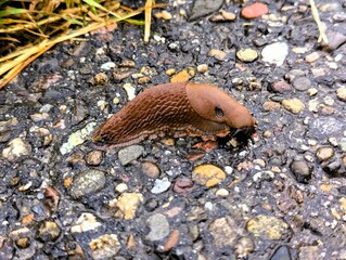 Close up of a brown slug on the edge of a path on a wet day in autumn