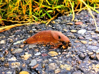 Close up of a brown slug on the edge of a path on a wet day in autumn