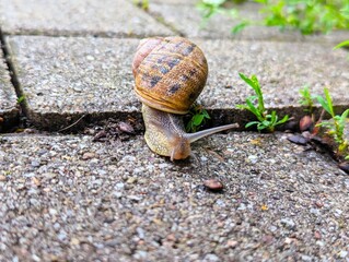 Close-up of a Cornu aspersum, a garden snail, with a large spotted shell on its back, crawling over the ground looking for something to eat