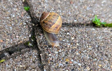 Close-up of a Cornu aspersum, a garden snail, with a large spotted shell on its back, crawling over the ground looking for something to eat