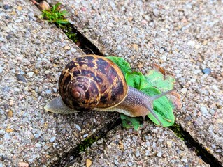 Close-up of a Cornu aspersum, a garden snail, with a large spotted shell on its back, crawling over the ground looking for something to eat