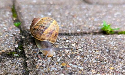 Close-up of a Cornu aspersum, a garden snail, with a large spotted shell on its back, crawling over the ground looking for something to eat