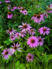 Close-up of bright, vibrant purple flowers of Echinacea purpurea, a plant from the Asteraceae family, with a green, slightly blurred background