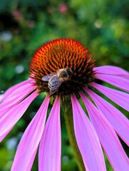Close-up of a honey bee sitting on the bright purple flowers of Echinacea purpurea, a plant from the Asteraceae family, and pollinating the flower, with a green slightly blurred background