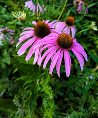 Close-up of bright, vibrant purple flowers of Echinacea purpurea, a plant from the Asteraceae family, with a green, slightly blurred background