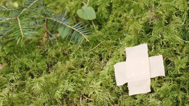 Mossy forest floor with pavement - symbolic of vulnerable nature