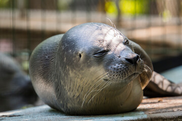 Newborn baby harbor seal on the ground © belizar