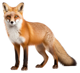 PNG Wildlife animal mammal fox.