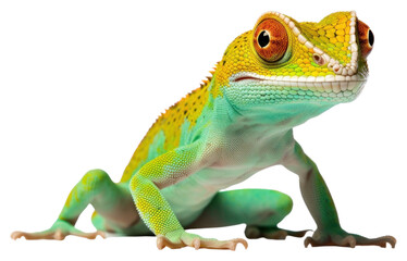 Fototapeta premium PNG Reptile animal lizard iguana.