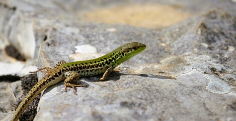 Close-up of a small snake-eyed lizard with brown and green scales that has climbed onto a flat rock and is basking in the sunshine, Ophisops elegans