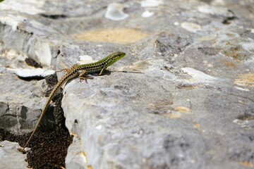 Close-up of a small snake-eyed lizard with brown and green scales that has climbed onto a flat rock and is basking in the sunshine, Ophisops elegans