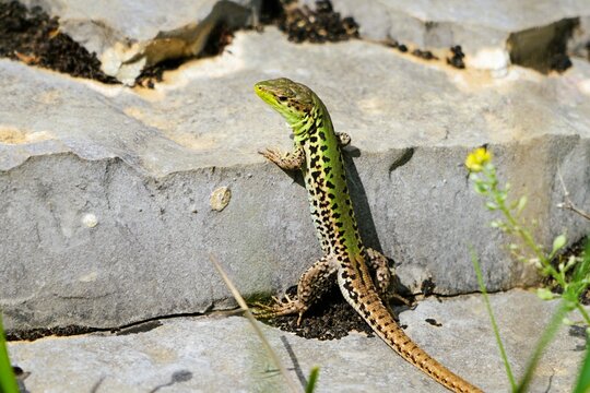Close-up of a small snake-eyed lizard with brown and green scales that has climbed onto a flat rock and is basking in the sunshine, Ophisops elegans