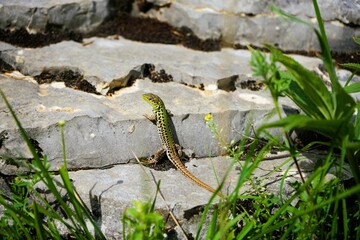 Close-up of a small snake-eyed lizard with brown and green scales that has climbed onto a flat rock and is basking in the sunshine, Ophisops elegans