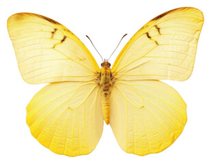 Fototapeta premium PNG Butterfly invertebrate appliance animal.