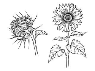 Vector sunflower illustrations set in line art style. Graphic monochrome drawing. Hand drawn floral outline sketch, engraved illustration. Design element for coloring book, tattoo, logo, icon, label.