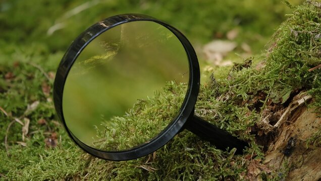  Magnifying glass on the forest floor overgrown with green moss - let's find out what the forest needs
