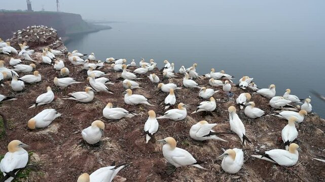 Basst&ouml;lpel, Morus bassanus, Helgoland