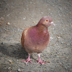 single red dove walking on gravel road and posing in front of the camera looking curious