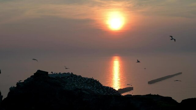 Basst&ouml;lpel, Morus bassanus, Helgoland, Sonnenuntergang