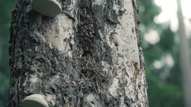 A nest of huge ants in an old tree. birch tree. insects. cinematic view