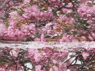 double exposure of pink cherry blossoms and a stone wall