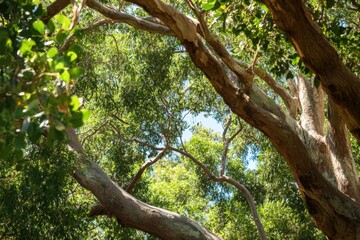 Australian Bush: Vibrant Green Bushland with Eucalypts and Hop Bush in Summer