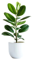 PNG Rubber plant blossom flower leaf.