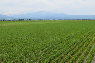 田植え１ヶ月後の水田
