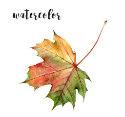 A Vibrant Red Maple Leaf Watercolor Illustration capturing the beauty of autumn foliage