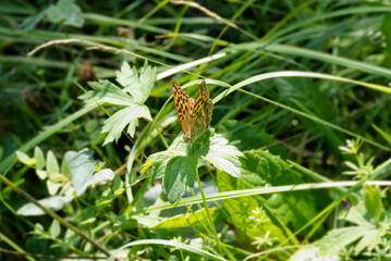 Silver-washed Fritillary (Argynnis paphia) butterfly sitting on a green leaf in Zurich, Switzerland