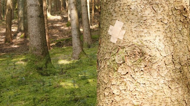 A spruce trunk with adhesive plaster as a symbol of the sick forest