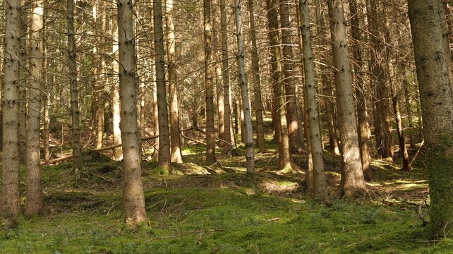 Photograph of a typical German piece of forest with spruce trees