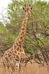 Giraffe walking through the african savannah