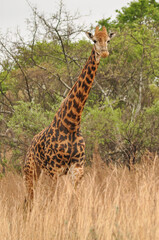 Obraz premium Giraffe walking through the african savannah