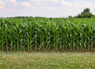 Green corn stalks in a corn field.