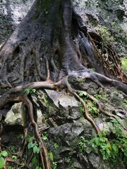Tree roots in the forest