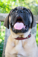 Fototapeta premium Smiling dog