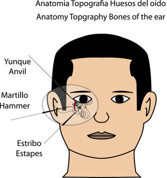 Anatomia Topografia huesos del oido