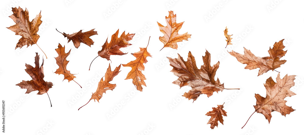 Wall mural PNG Autumn leaves on white background