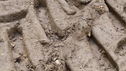 Close-up of a deeply buried tractor track in the fertile soil of the forest floor