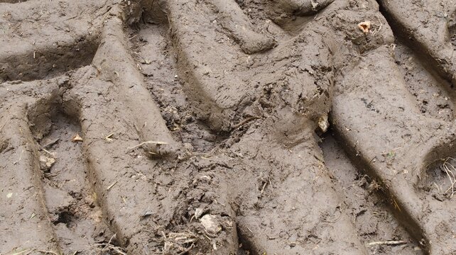 Close-up of a deeply buried tractor track in the fertile soil of the forest floor